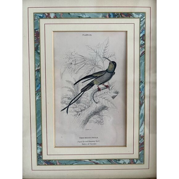 Framed Book Plate 24 Lixar Trochilus Pella Hummingbird 11.5”x 9 5/8” French Mat - Picture 2 of 4